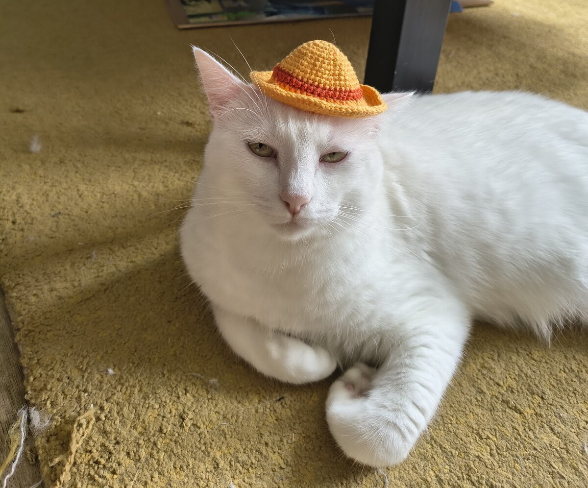 Nube, une chatte blanche, allongée sur le tapis avec le petit chapeau de paille jaune au crochet sur la tête